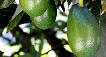 Avocado Bacon 1Kg - Prezzo 9 €