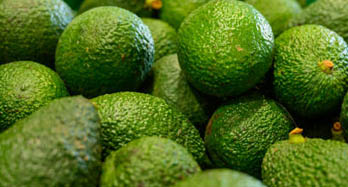 Avocado Hass 1Kg - Prezzo 9 €