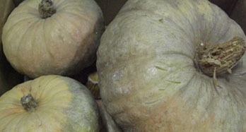 Zucche 15 Kg - Prezzo 44 €