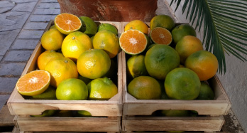 Mandarini ClemenPons 12 Kg - Prezzo 44 €