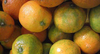 Mandarini Clemenrubi 12 Kg - Prezzo 44 €