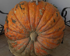 Acquista zucche - Valencia pumpkins online