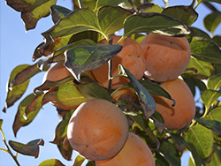 Acquista cachi online - Valencia persimmons online