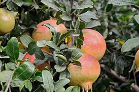 Acquista melagrane online - Valencia pomegranates online