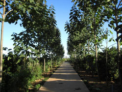 Acquista paulownia online