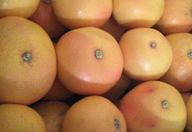 Acquista pompelmi - Valencia grapefruits online
