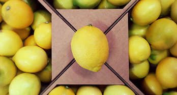 Limoni 10 Kg - Prezzo 37 €