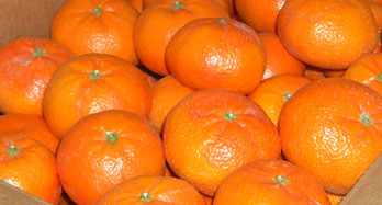 Mandarini Tardivi 18 Kg - Prezzo 50 €