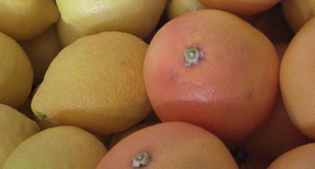 Mista Limoni e Pompelmi 18 Kg - Prezzo 50 €