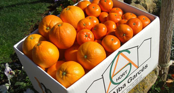 Mista Washington Hernandina 18Kg - Prezzo 50 €